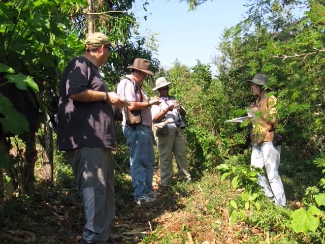 Chiapas Cornfield